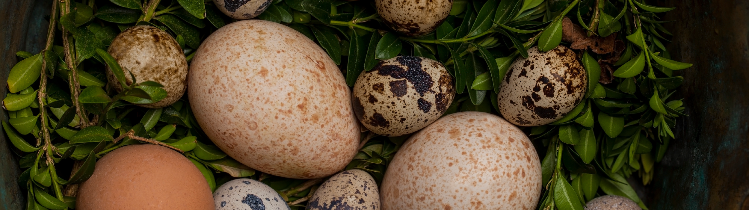 Chicken, Duck, Quail, & Goose Eggs | What’s the Difference?