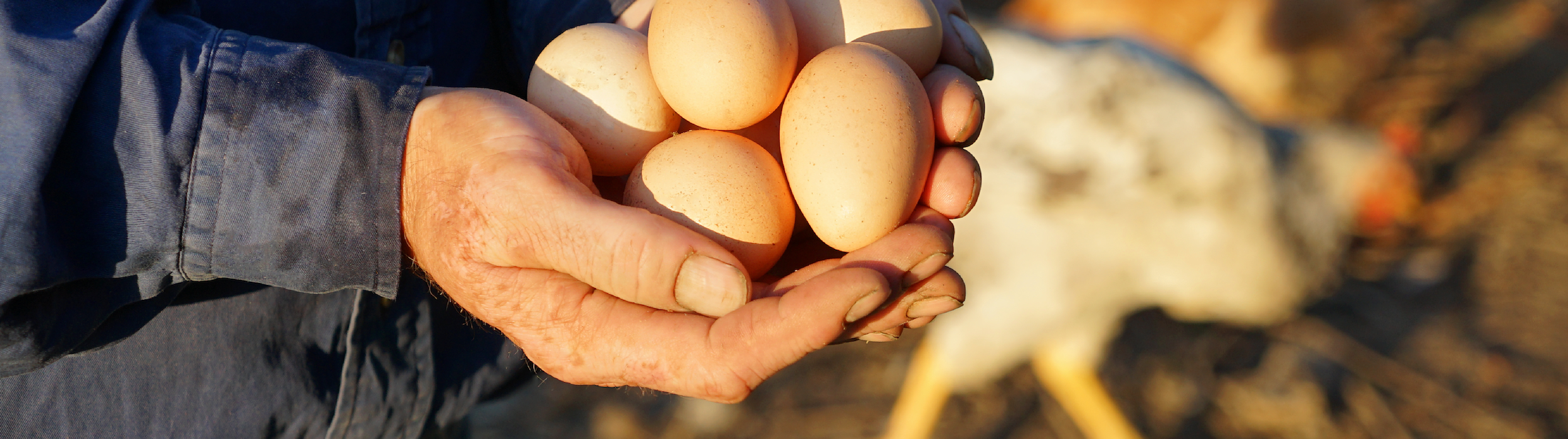 How Do I Find Farm Fresh Eggs?