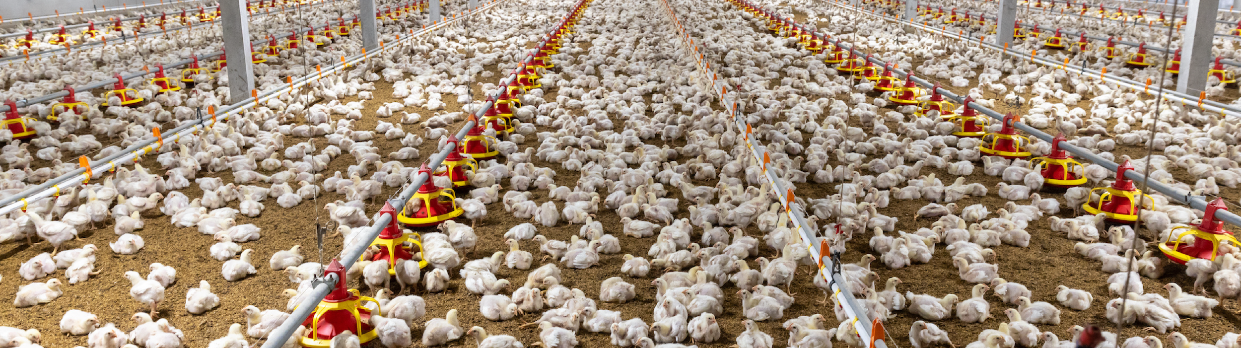 Organic vs. Pasture-Raised vs. Free Range vs. Cage-Free