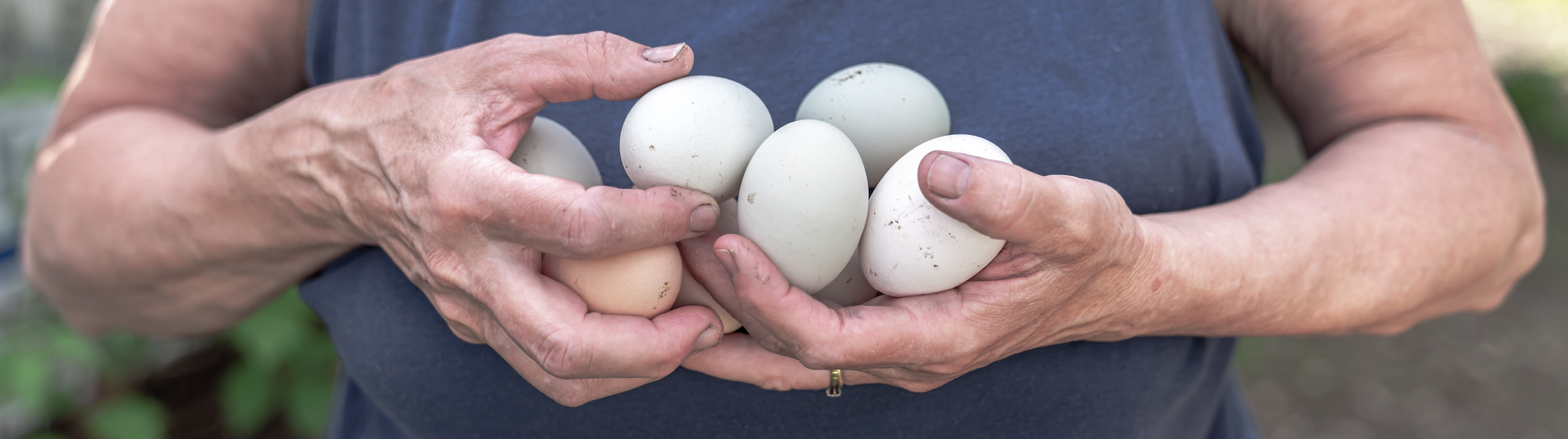 cleaning farm fresh eggs