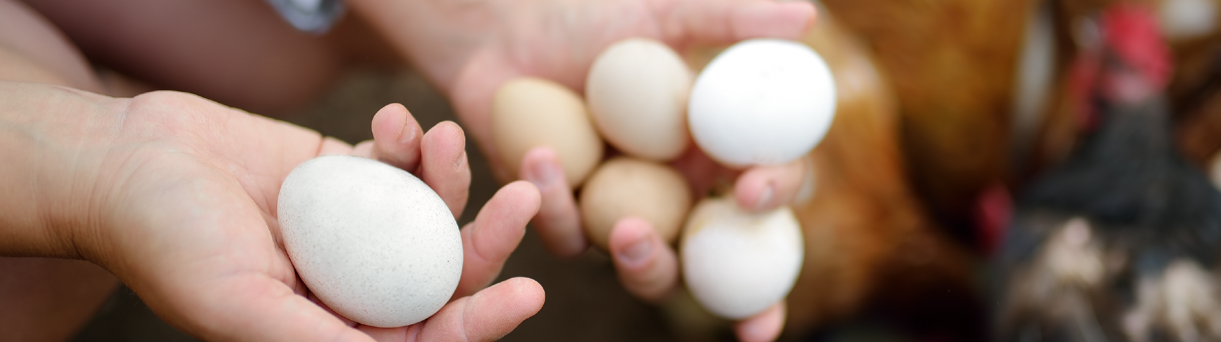 farm-fresh vs. store-bought eggs